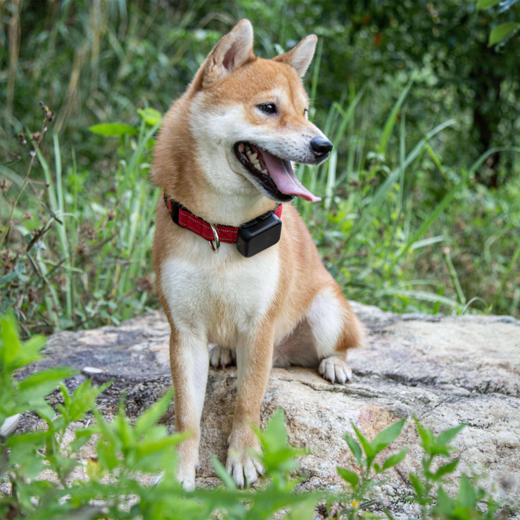 ehang gps tracking device pet tracker for dog cat